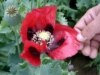 Change Of Tune In Battle Against Afghan Opium