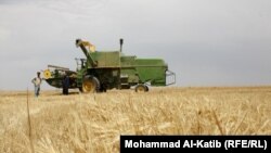 حصاد الحنطة في نينوى
