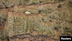 A crop from a photo by Jenny E. Ross of a polar bear climbing a cliff above the ocean at Ostrova Oranskie in Russia. The photo won a prize at the 55th World Press Photo contest.