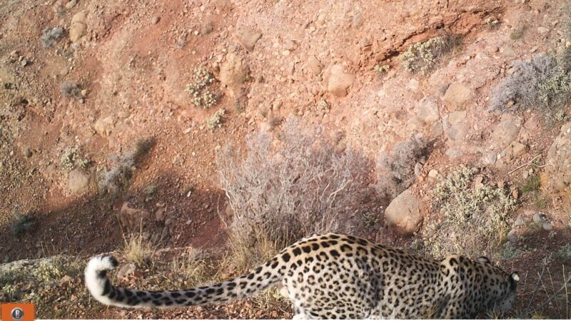 ����: radioazadlyg.org