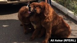 «Батыс жұлдызы» асыл тұқымды иттер көрмесіне қатысушылар. Ақтөбе, 18 қыркүйек 2016 жыл.
