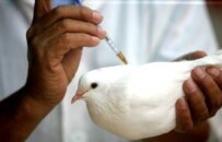 A bird being vaccinated against bird flu in China (file photo) (ITAR-TASS)
