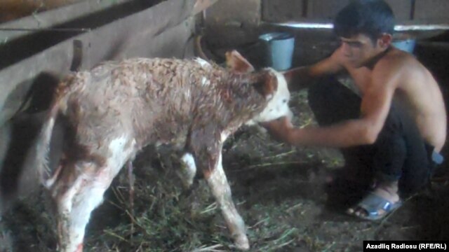 A boy tends to one of the imported cows' calves in Azerbaijan.