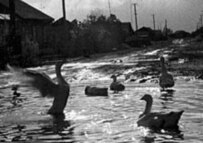 An undated picture of swans swimming near the Mayak nuclear complex ( Greenpeace/Knoth)