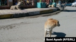 Most Russian cities have a large population of stray dogs, which sometimes roam the streets in packs. (file photo)