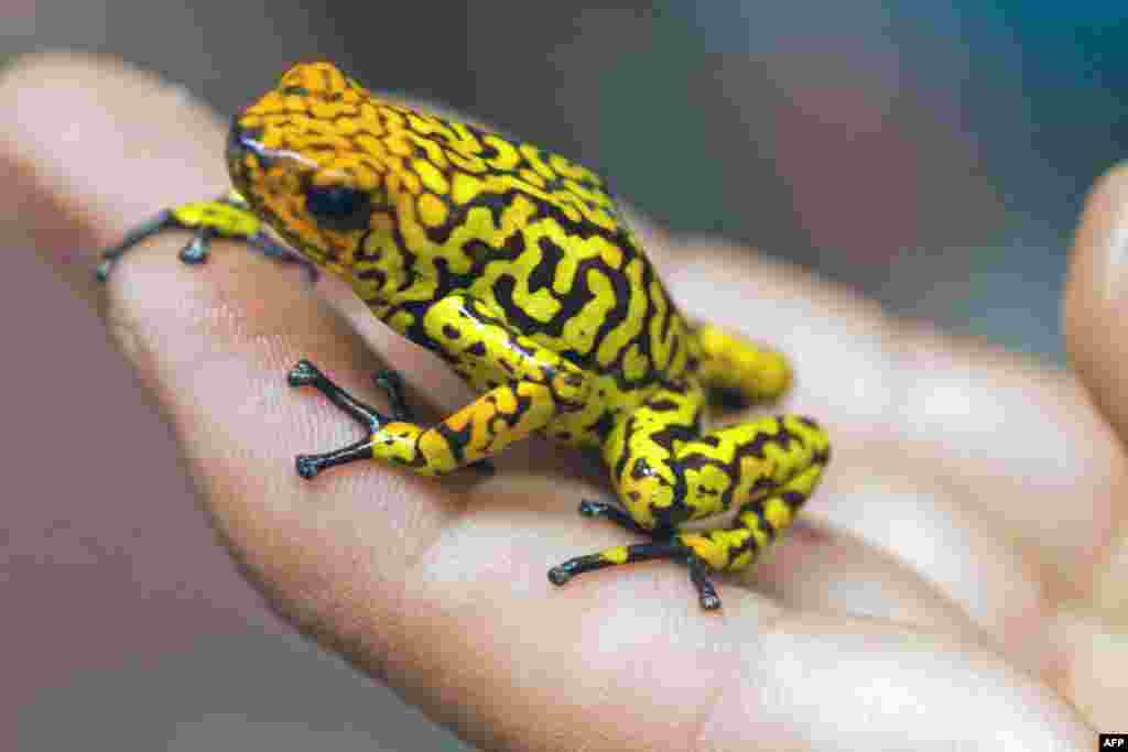 A poisonous frog (Histrionicus Oopaga) is shown at the Santa Fe Zoo in Medellin, Colombia. The Santa Fe Zoo has one of the most prestigious centers for the research and conservation of amphibians, mainly poisonous frogs. Colombia is the world's richest country in frogs and toads, with 733 species. These species are in danger of extinction due to their indiscriminate sale as pets and damage to their natural habitat. (AFP/Fredy Amariles)