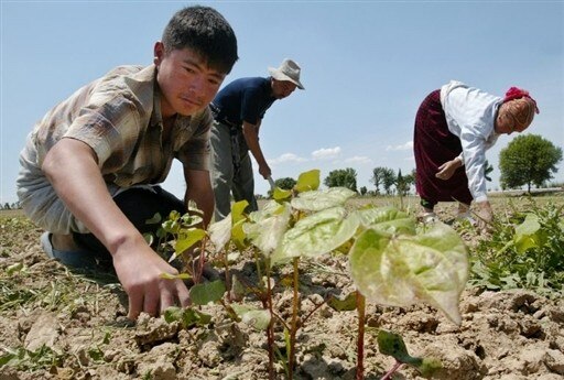 Uzbek Children