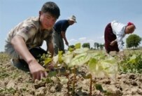 As much as 50 percent of Uzbekistan's cotton production may involve children (AFP)