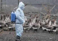 A health official culls poultry in Crimea in December (epa)