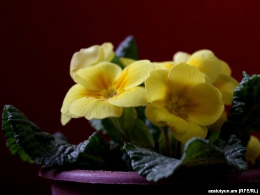 Көрнекі сурет.