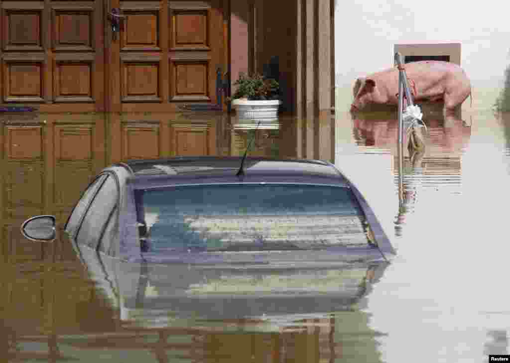 A pig stands in floodwaters next to a car seen underwater during heavy floods in the village of Prud, Bosnia-Herzegovina, on May 20. (Reuters/Srdjan Zivulovic)