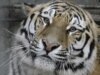 India Offers Glimmer Of Hope For World's Largest Cat 