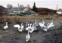 Geese in Russia's Tula Oblast (file photo) (AFP)