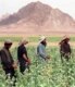 Afghans harvesting opium poppies in Kandahar Province (AFP)