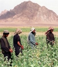 Afghan farmers harvest opium poppies in Kandahar Province (AFP)