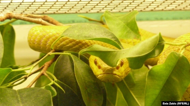 This white-lipped island pit viper is one of the 25 snakes donated to the Zagreb Zoo after the death of the Serbian chef who owned them.