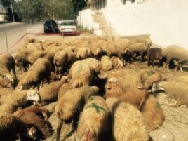 Bakıda qurbanlıq qoyunlar, 23 sentyabr, 2015