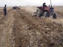Police destroying an opium field in Kandahar Province in January (epa)