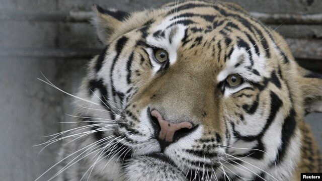 Amurski tigar
