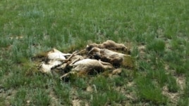 Незахороненные туши мертвых сайгаков недалеко от аула Кабырга Костанайской области. 8 июня 2015 года.