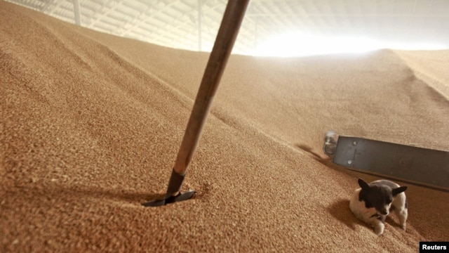 Russia -- A dog walks on grain in a warehouse in the village of Konstantinovo, 07Jun2011