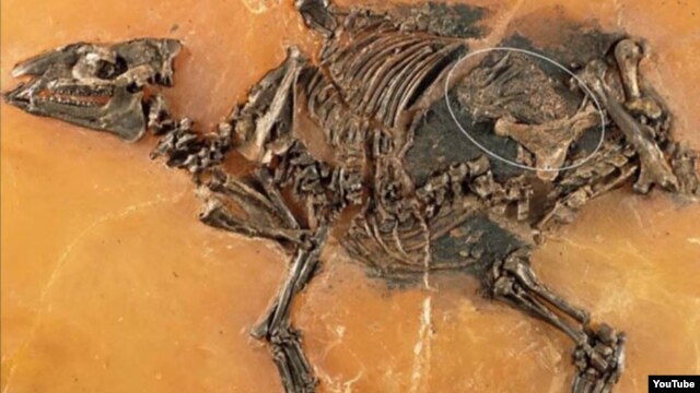  فسیل اسب اولیه کشف شده و جنین آن