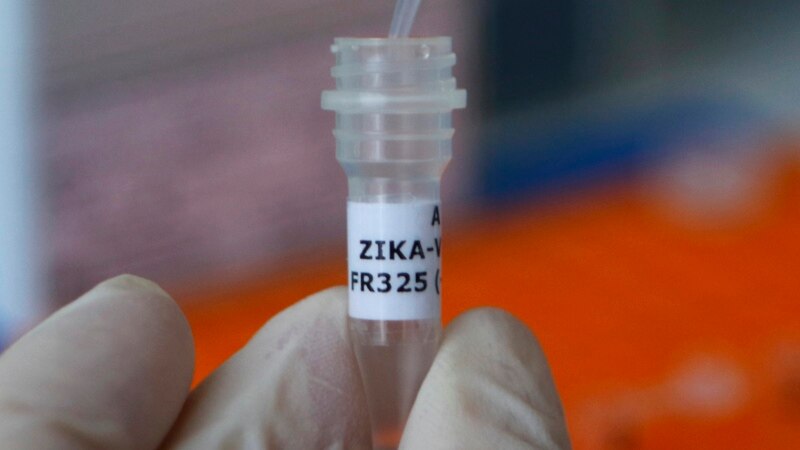 Бразилия сообщает о заражении вирусом Зика через кровь