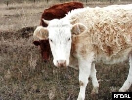 Крупный рогатый скот в подсобном хозяйстве в селе Узынколь. Западно-Казахстанская область, 6 ноября 2008 года.