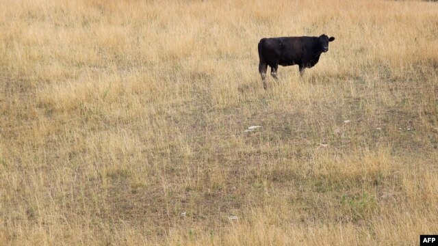 A cow feeds in a drought-damaged pasture near Princeton, Indiana. Temperatures have climbed to 38 degrees Celsius, with little or no rain.