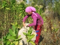 In Kyrgyzstan, a girl collects tobacco leaves (ILO courtesy photo)