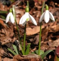 Primrose was blooming in Russia's Krasnodar Krai in January 2005 because of unseasonably warm weather (ITAR-TASS)