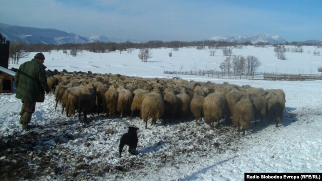 Stado ovaca kod Drvara