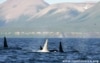 White Killer Whale Captivates Scientists Off Russian Coast