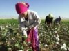 Tajik Police Launch Child Labor Probe