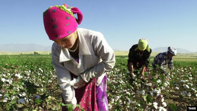 In Tajikistan, young children are often hauled out of school and into the fields for the cotton harvest. Video of the Tajik cotton harvest shot by RFE/RL correspondent Barot Yusufi will be featured later this month in 'One Day On Earth.'