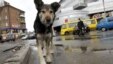 A stray dog walks on a street in Kyiv, which alone has an estimated stray population of over 25,000.