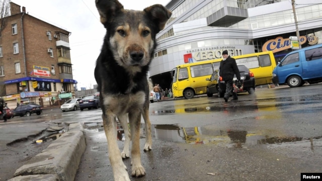 A stray dog walks on a street in Kyiv, which alone has an estimated stray population of over 25,000.