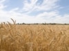Tatarstan Announces Dramatic Drop In Grain Harvest