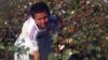Labor Abuses In Uzbekistan's Cotton Fields