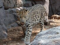 Only 30 Amur leopards are thought to be left in the wild (file photo) (Public domain)