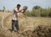 Drought, Dams Force Iraqi Farmers To Abandon Crops