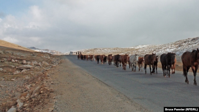 Перегон скота с горных пастбищ вниз, в долину. 26 сентября 2015 года.