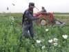 Interview: Opium A 'Low-Risk Product For A High-Risk Environment'