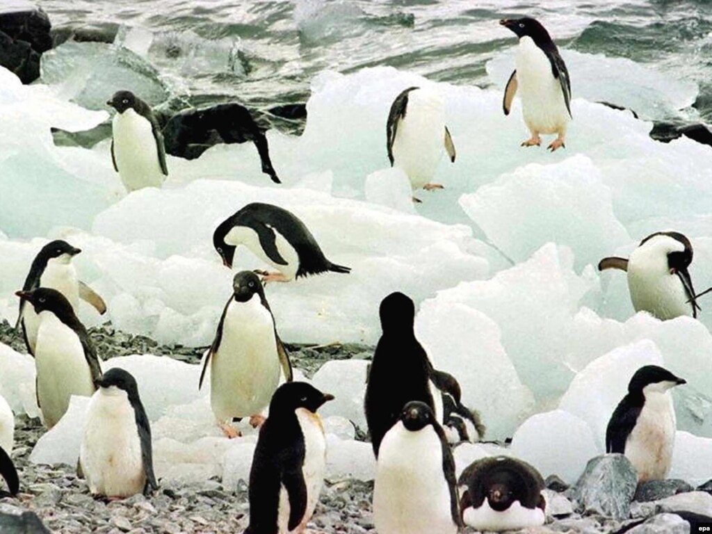 In Turkey, Penguins Become Symbol Of How Media Missed The Story