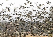 Wild birds in Germany last month (epa)