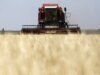 Iraq Plans To Become Self Sufficient In Wheat