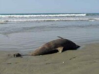 Dead dolphin on the beach at Bandar-e Josk on September 30 (Fars)