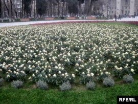Güllər Hollandiyadan gətirildiyindən onlara daha çox qulluq edirlər