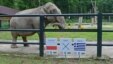Citta, a 33-year-old female elephant, chooses a melon above a sign indicating a win for the Polish national team at the Krakow Zoo on June 6. She didn