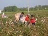 Uzbek Doctors 'Told To Pick Cotton'